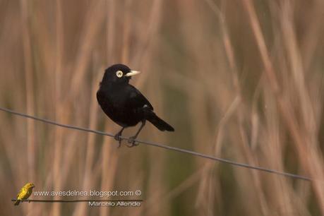 Pico de plata (Spectacled tyrant) Hymenops perspicillatus
