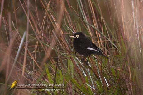 Pico de plata (Spectacled tyrant) Hymenops perspicillatus