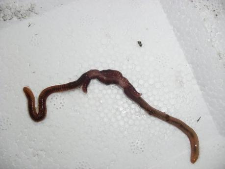 LA LOMBRICULTURA, UNA NUEVA EXPERIENCIA DENTRO DE MI HUERTO.