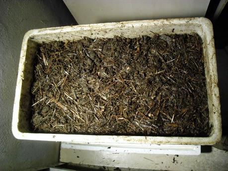 LA LOMBRICULTURA, UNA NUEVA EXPERIENCIA DENTRO DE MI HUERTO.