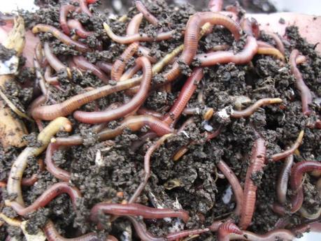LA LOMBRICULTURA, UNA NUEVA EXPERIENCIA DENTRO DE MI HUERTO.
