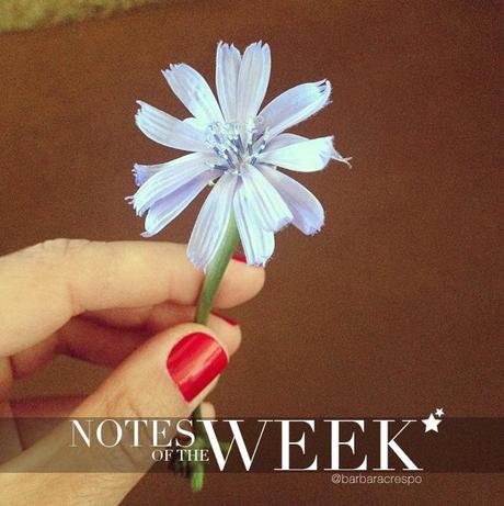 notes of the week barbara crespo tumblr social media instagram youtube instavideo
