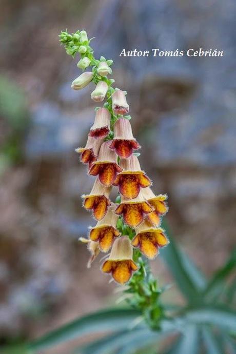 Digitalis obscura L.