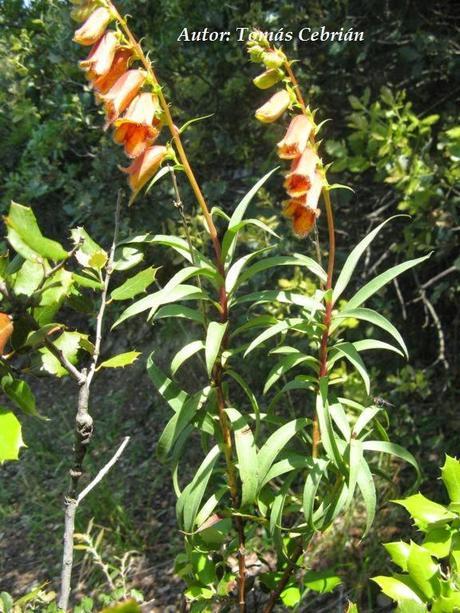 Digitalis obscura L.