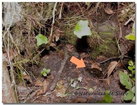 Sierra de Caranga - Picu Gorrión.....En zona osera