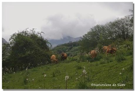 Sierra de Caranga - Picu Gorrión.....En zona osera