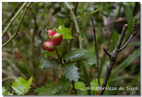 Sierra de Caranga - Picu Gorrión.....En zona osera