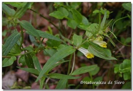 Sierra de Caranga - Picu Gorrión.....En zona osera