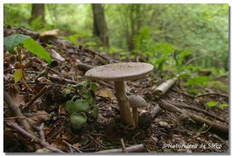 Sierra de Caranga - Picu Gorrión.....En zona osera
