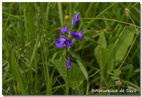 Sierra de Caranga - Picu Gorrión.....En zona osera
