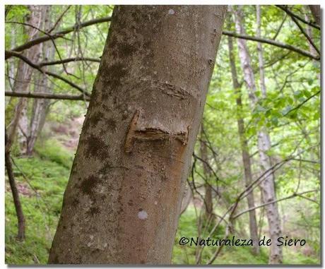 Sierra de Caranga - Picu Gorrión.....En zona osera