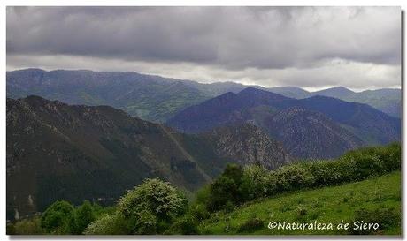 Sierra de Caranga - Picu Gorrión.....En zona osera