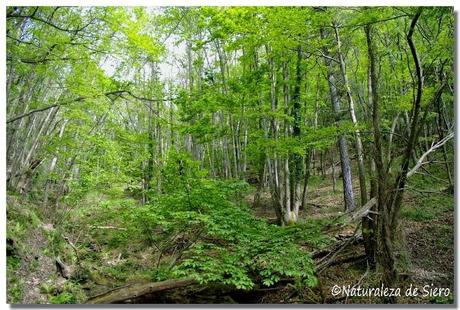 Sierra de Caranga - Picu Gorrión.....En zona osera