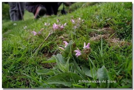 Sierra de Caranga - Picu Gorrión.....En zona osera