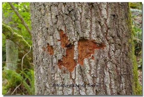 Sierra de Caranga - Picu Gorrión.....En zona osera