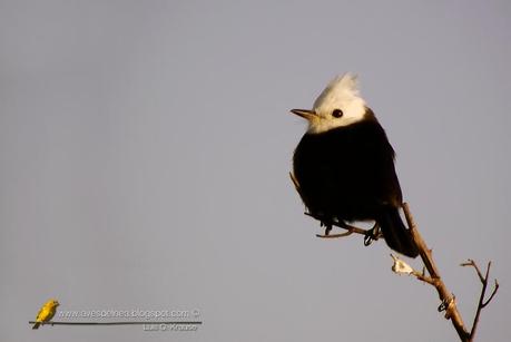 Lavandera (White-headed marsh-tyrant) Arundinicola leucocephala