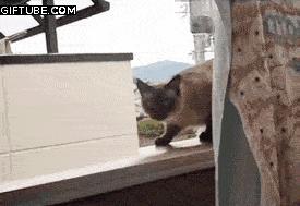 Gif animado gato