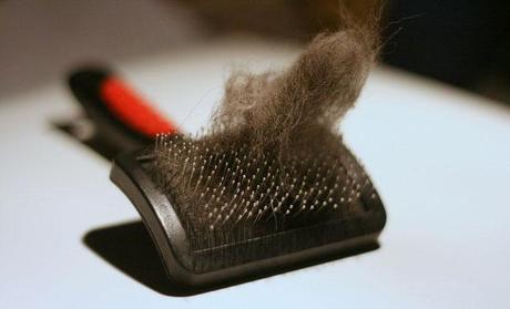 cepillo con pelos de gato