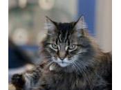 importancia cepillar gato