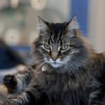 la importancia de cepillar a un gato