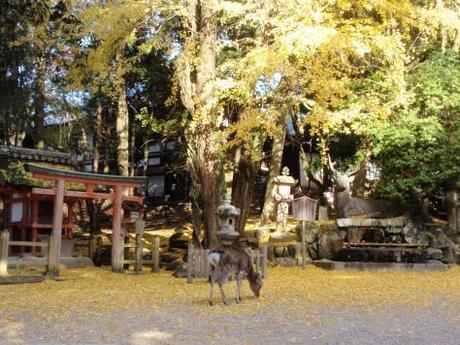 nara