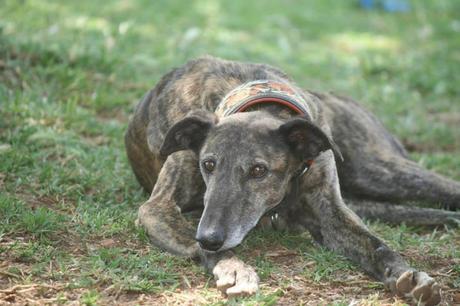 PALOMA, PRECIOSA GALGA EN ADOPCIÓN. (SEVILLA)
