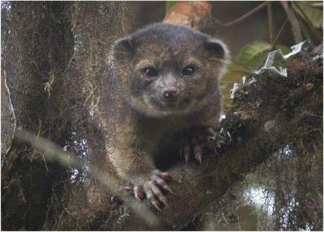 Olinguito Bassaricyon neblina by Mark Gurney  EOL