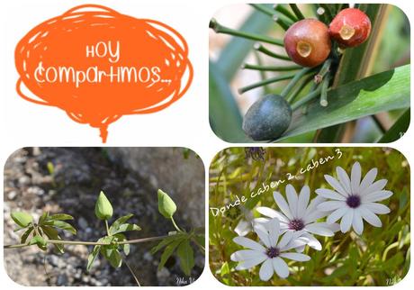 Hc ... tres no son multitud