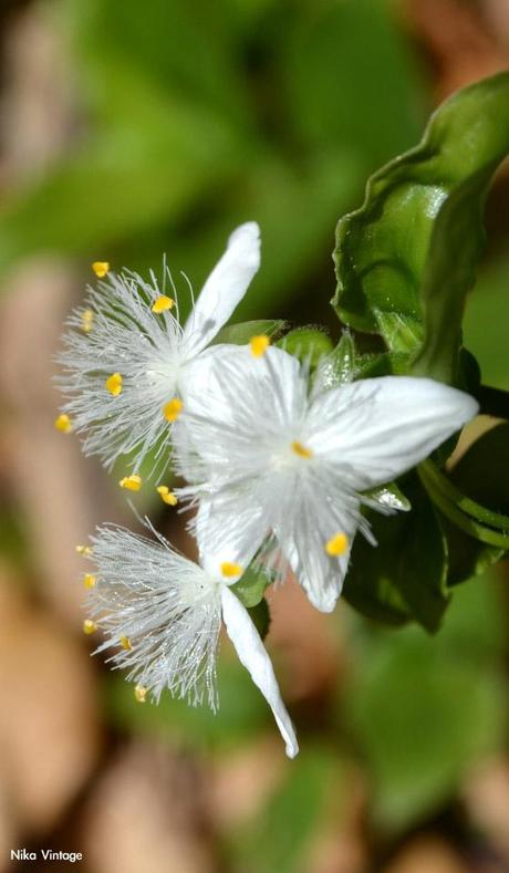 Hc ... tres no son multitud