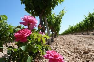 Viñedos de Finca Balaguer