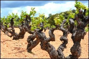 Viñas de monastrell en Bodegas Mustiguillo