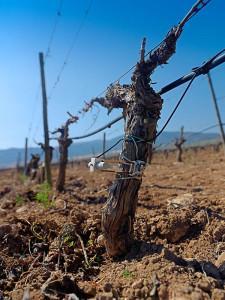 Terruño de Bodegas Mendoza