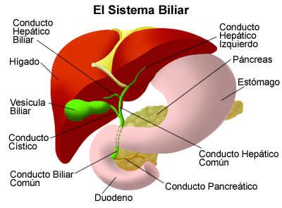 higado