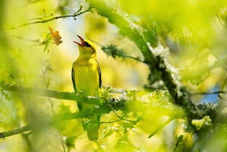 Canto líquido de los sotos