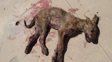 MUY URGENTE!! ACOGIDA Y AYUDA DE TODO TIPO PARA CACHORRO DE GALGO ATROPELLADO.