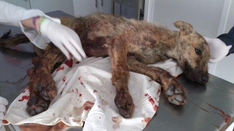 MUY URGENTE!! ACOGIDA Y AYUDA DE TODO TIPO PARA CACHORRO DE GALGO ATROPELLADO.