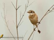 Yetapá collar (Strange-tailed Tyrant) Alectrurus risora