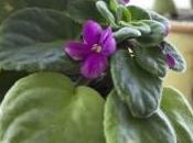Violeta africana (Saintpaulia sp.)