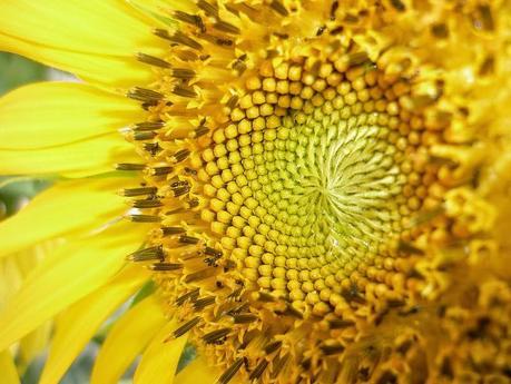 Aceite de girasol: algunas marcas contienen silicona como la de las prótesis mamarias
