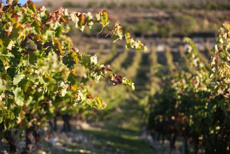 Los amigos de Vinopremier.com; Bodegas Cuestaroa