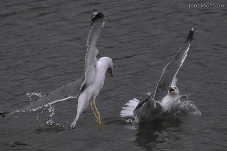 1-Jose Montoro Manrubia - gracias por aceptarme - sakafotos