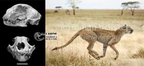 Kiwis, balrog y Súper Mario