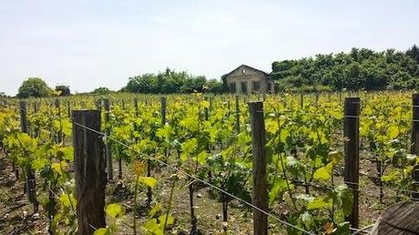 Descubriendo Francia: Saint-Emilion