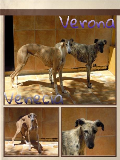 PRECIOSAS GALGAS DESECHADAS DE CAZADOR, BUSCAN ADOPCIÓN.
