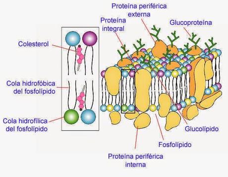 Destrozando la grasa.