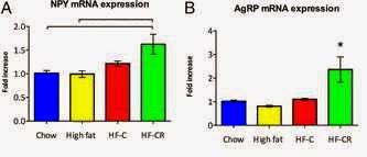 Destrozando la grasa.