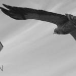 121 150x150 La moda flotante llega a Twitter con Tweet Balloon 