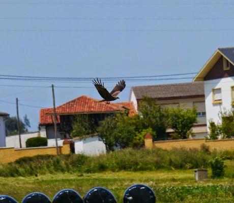 Milanos oportunistas