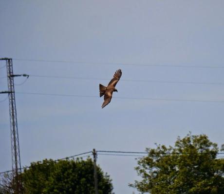 Milanos oportunistas