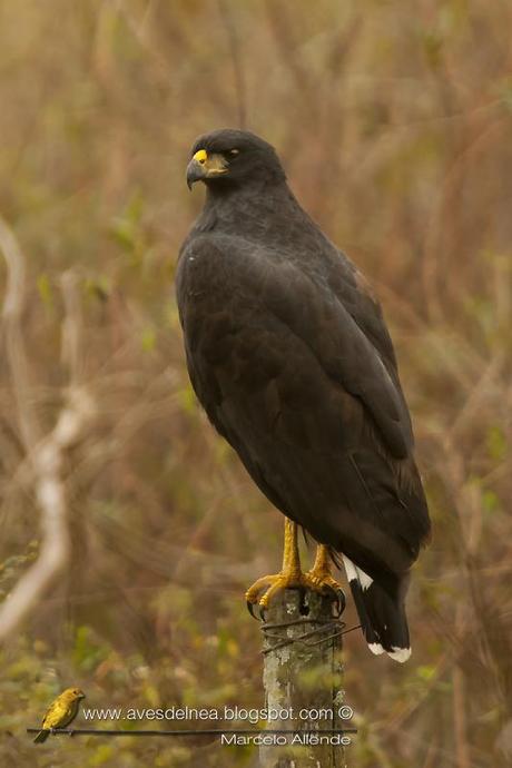 Águila negra (Great black Hawk) Buteogallus urubitinga